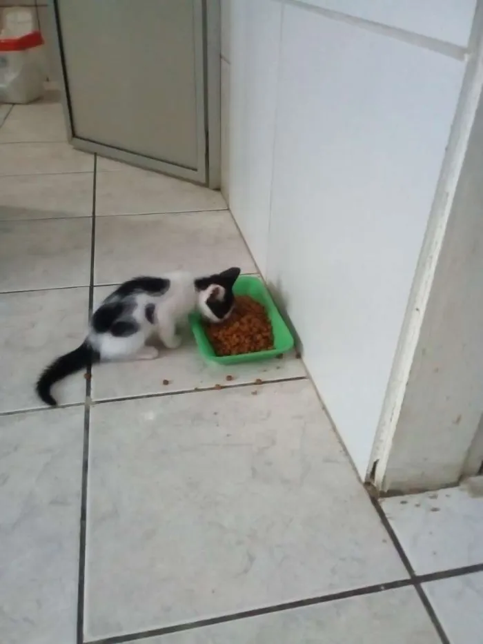 Gato ra a Não identifiquei idade Abaixo de 2 meses nome 3 filhotes sem nome