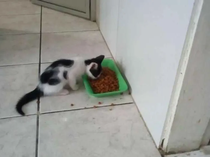 Gato ra a Não identifiquei idade Abaixo de 2 meses nome 3 filhotes sem nome