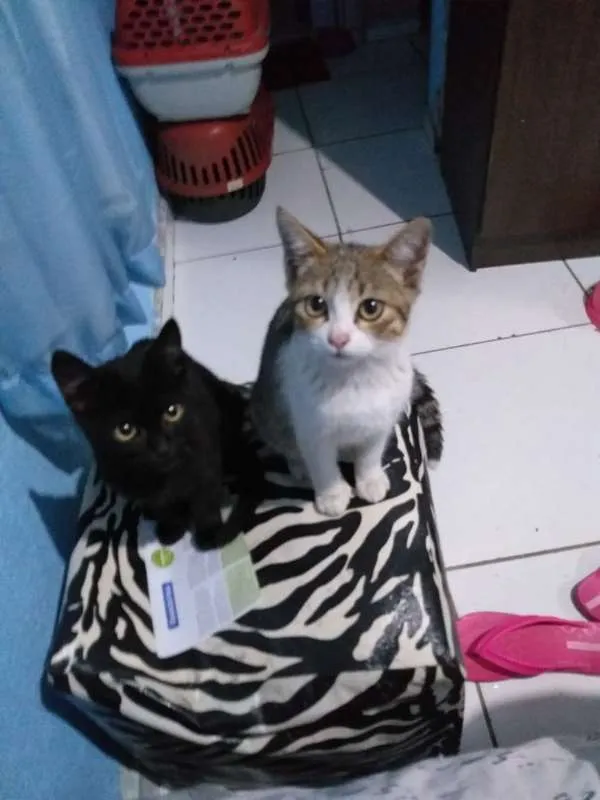 Gato ra a  idade 2 a 6 meses nome sem nome