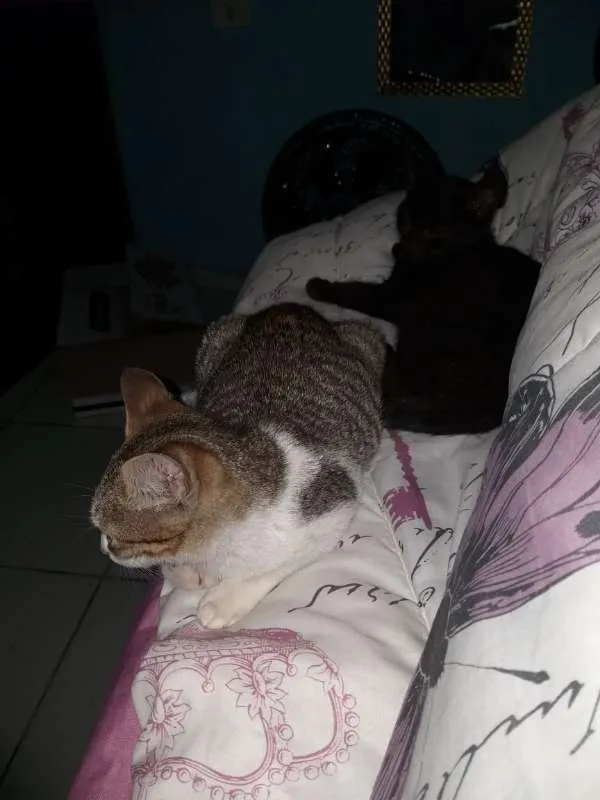 Gato ra a  idade 2 a 6 meses nome sem nome