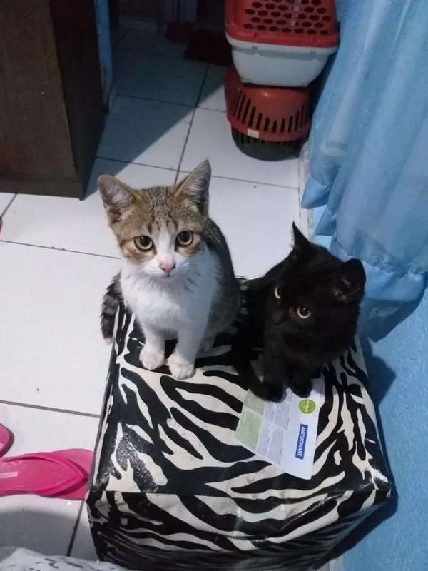 Gato ra a  idade 2 a 6 meses nome sem nome