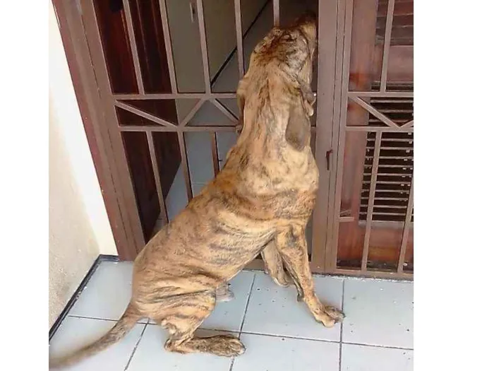 Cachorro ra a Fila Brasileiro idade 7 a 11 meses nome Andy