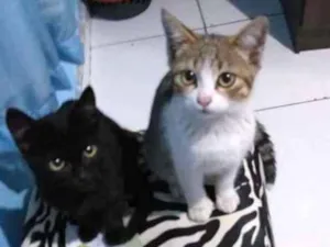 Gato raça  idade 2 a 6 meses nome sem nome