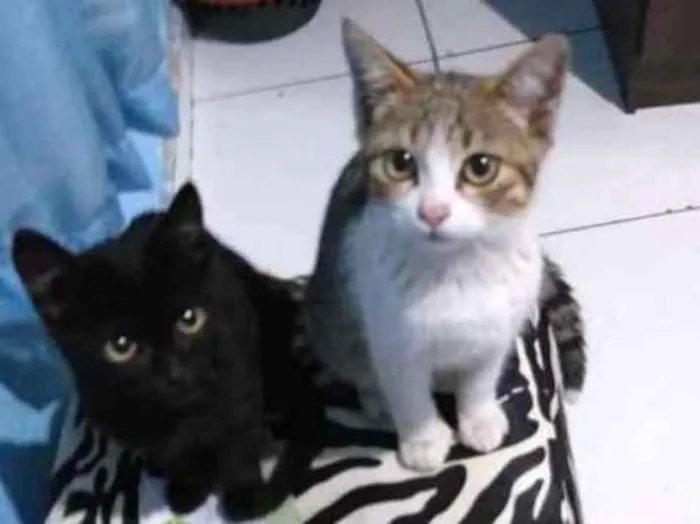 Gato ra a  idade 2 a 6 meses nome sem nome
