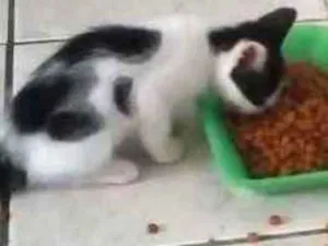 Gato raça Não identifiquei idade Abaixo de 2 meses nome 3 filhotes sem nome