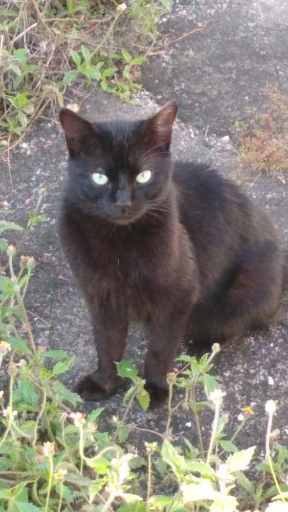 Gato ra a SRD idade 1 ano nome Kinho