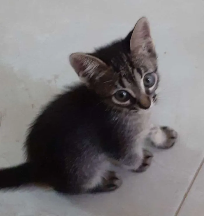 Gato ra a SRD idade Abaixo de 2 meses nome Raul