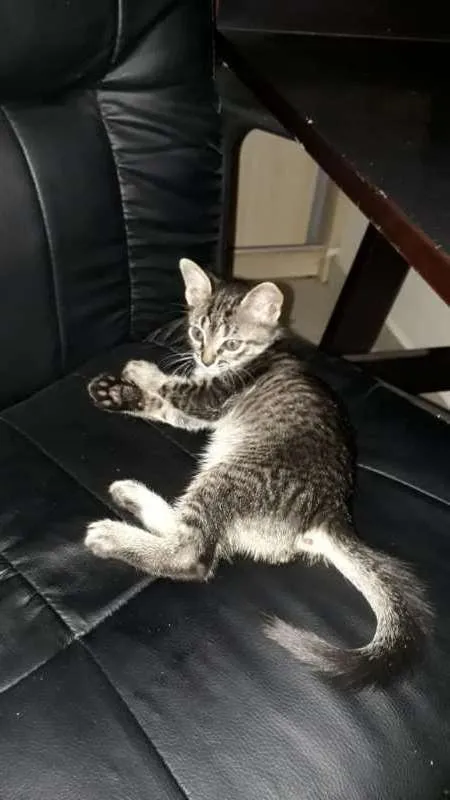 Gato ra a SRD idade Abaixo de 2 meses nome Raul