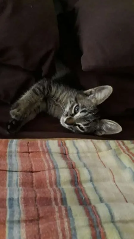 Gato ra a SRD idade Abaixo de 2 meses nome Raul