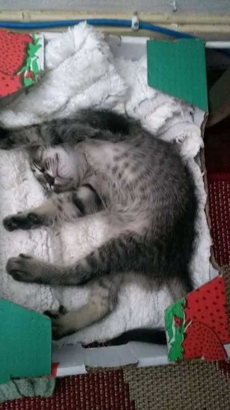 Gato ra a SRD idade Abaixo de 2 meses nome Raul