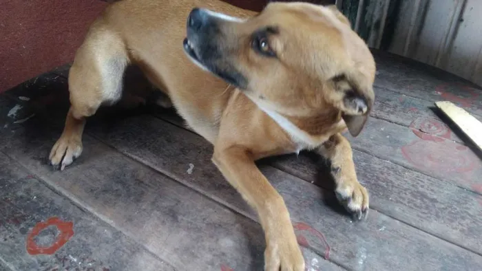 Cachorro ra a SRD idade 3 anos nome Jerry
