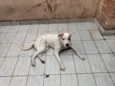 Cachorro raça Vira Lata idade  nome Billy