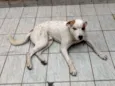 Cachorro raça Vira Lata idade  nome Billy