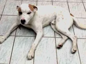 Cachorro raça Vira Lata idade  nome Billy