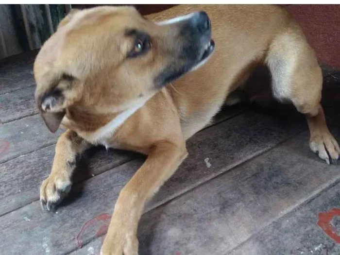 Cachorro ra a SRD idade 3 anos nome Jerry