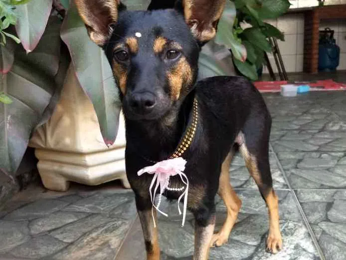 Cachorro raça Srd idade 7 a 11 meses nome Chitara