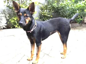 Cachorro raça Srd idade 7 a 11 meses nome Chitara
