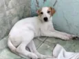 Belinha