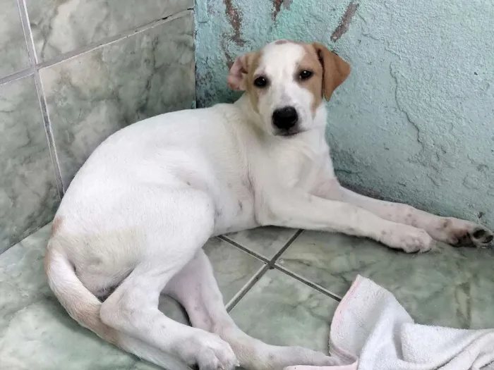 Cachorro raça  idade 2 a 6 meses nome Belinha