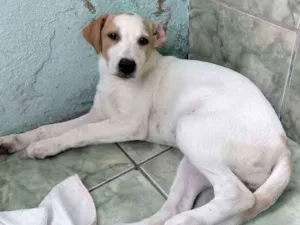 Cachorro raça  idade 2 a 6 meses nome Belinha