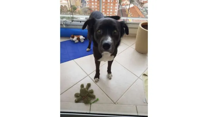 Cachorro ra a Vira Lata idade 2 anos nome Max