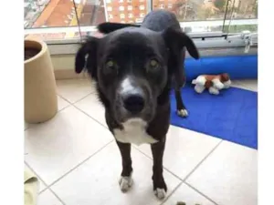 Cachorro raça Vira Lata idade 2 anos nome Max