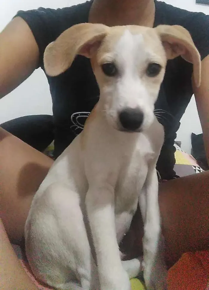 Cachorro ra a Srd idade 2 a 6 meses nome Loki