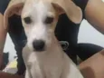 Loki