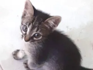Gato raça SRD idade Abaixo de 2 meses nome Raul
