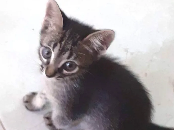 Gato ra a SRD idade Abaixo de 2 meses nome Raul