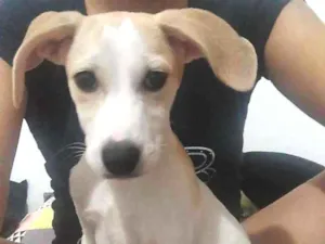 Cachorro raça Srd idade 2 a 6 meses nome Loki