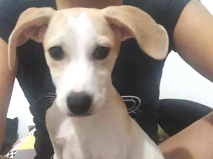 Cachorro ra a Srd idade 2 a 6 meses nome Loki