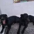 Paçoca e sorriso