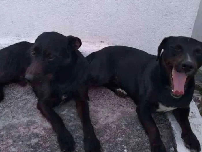 Cachorro ra a Não sei idade 2 anos nome Paçoca  e sorriso 