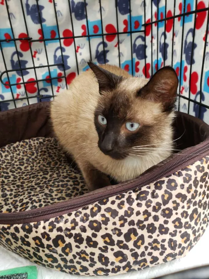 Gato ra a SRD idade 3 anos nome George