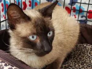 Gato raça SRD idade 3 anos nome George