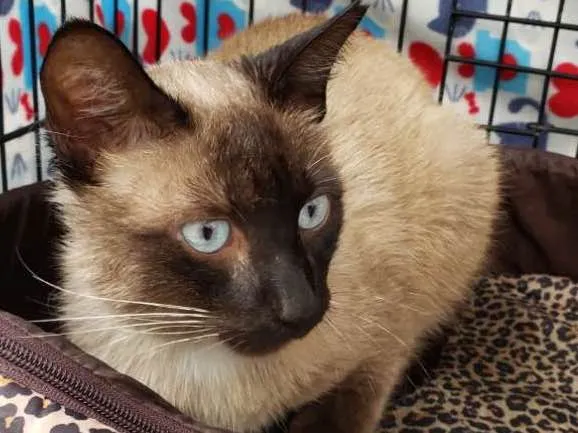 Gato ra a SRD idade 3 anos nome George