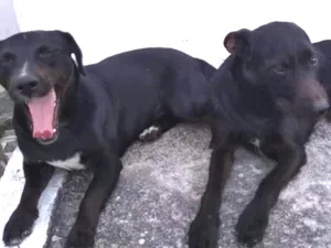 Cachorro raça Não sei idade 2 anos nome Paçoca  e sorriso 
