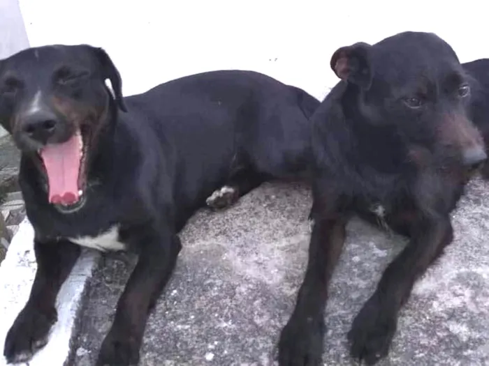 Cachorro ra a Não sei idade 2 anos nome Paçoca  e sorriso 