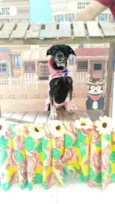Vick 