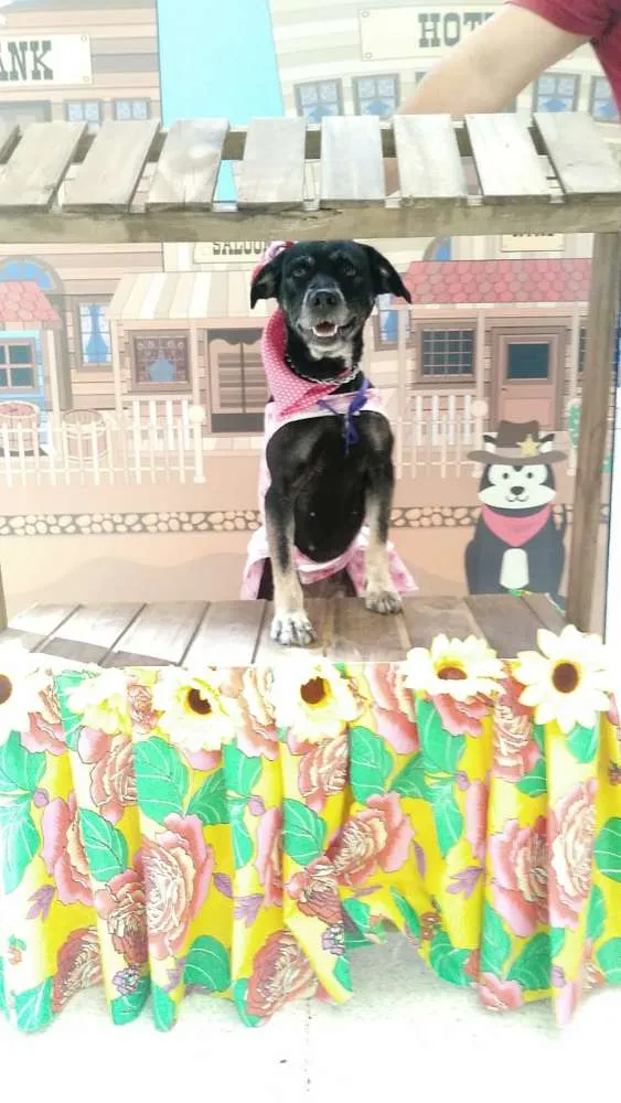 Cachorro ra a Vira lata  idade 2 anos nome Vick 