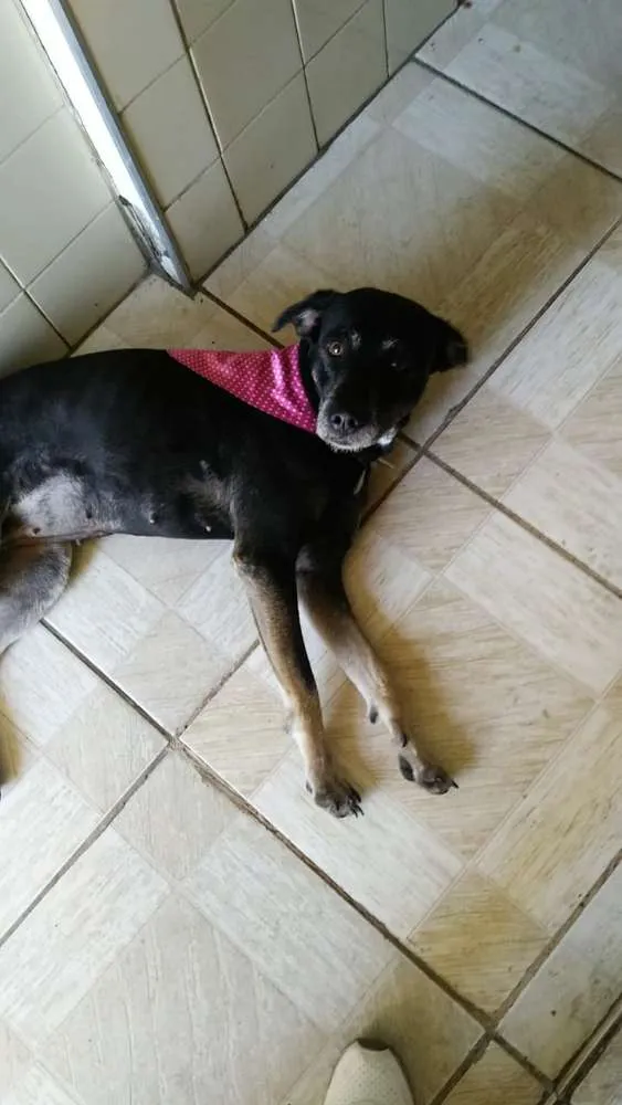 Cachorro ra a Vira lata  idade 2 anos nome Vick 