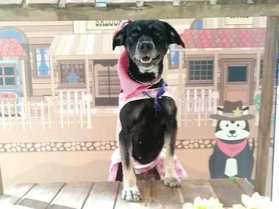 Cachorro ra a Vira lata  idade 2 anos nome Vick 