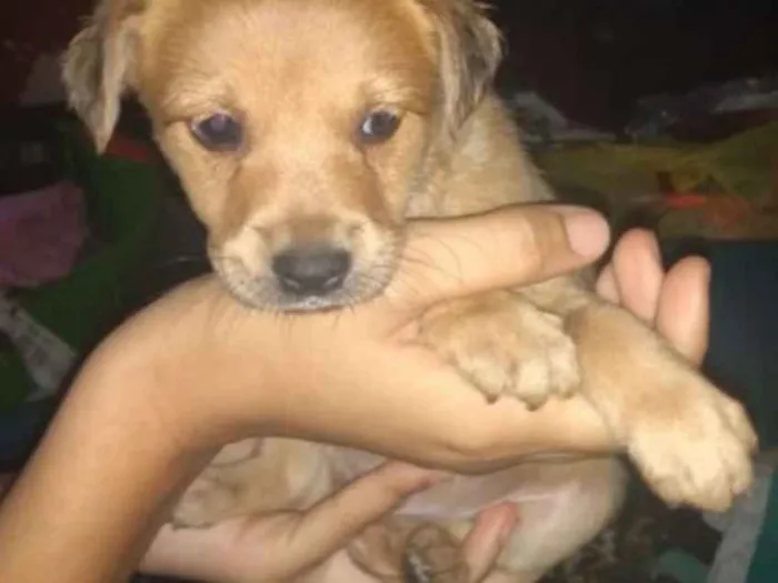 Cachorro raça SRD idade 2 a 6 meses nome A definir