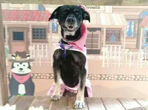 Cachorro ra a Vira lata  idade 2 anos nome Vick 