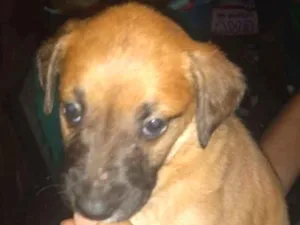 Cachorro raça SRD idade 2 a 6 meses nome A definir