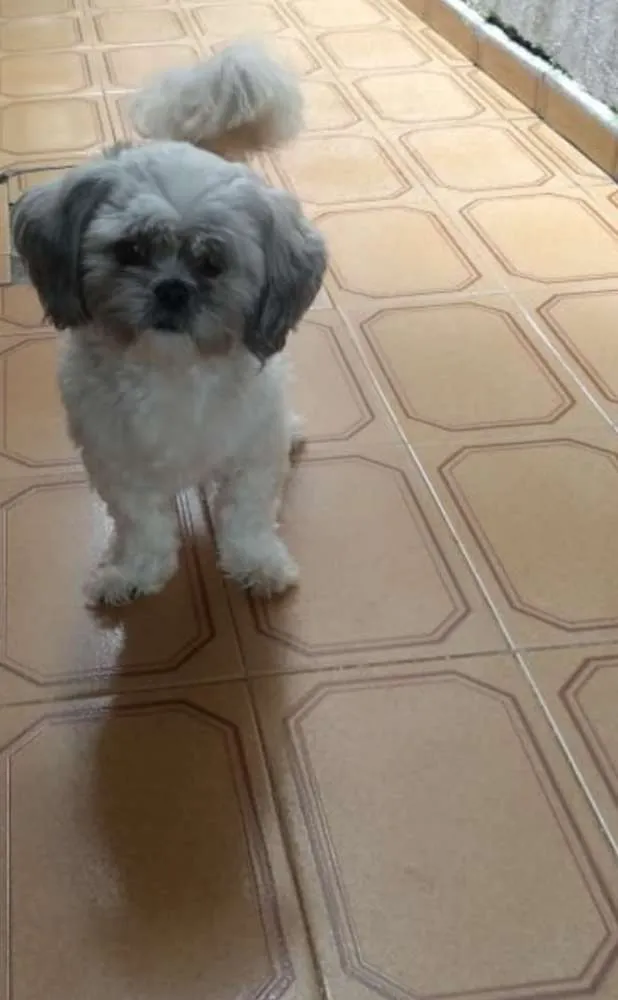 Cachorro ra a Stizu idade 6 ou mais anos nome Jhony