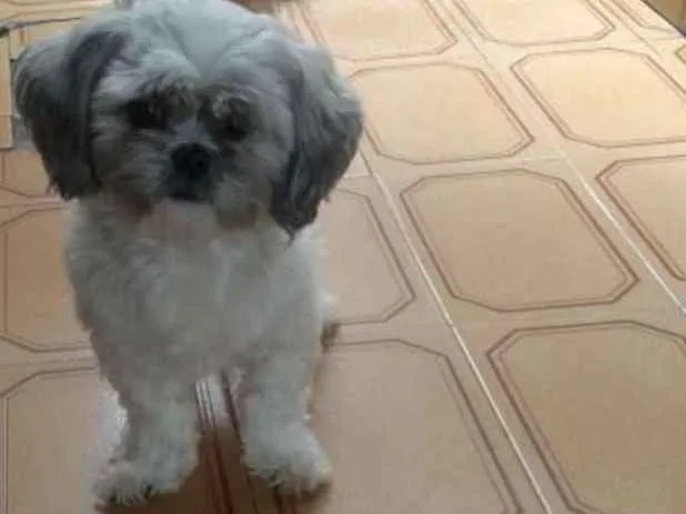 Cachorro ra a Stizu idade 6 ou mais anos nome Jhony