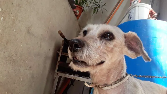 Cachorro ra a vira lata idade 4 anos nome bili 