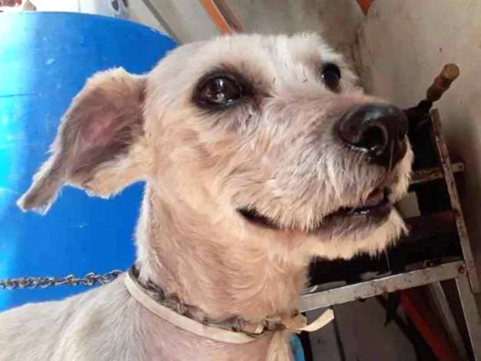 Cachorro ra a vira lata idade 4 anos nome bili 